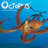 2026 OCTOPUS  WALL CALENDAR